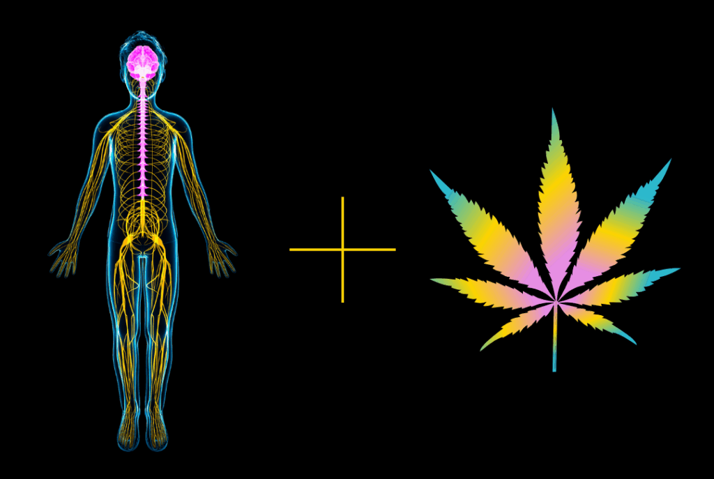 The Endocannabinoid System